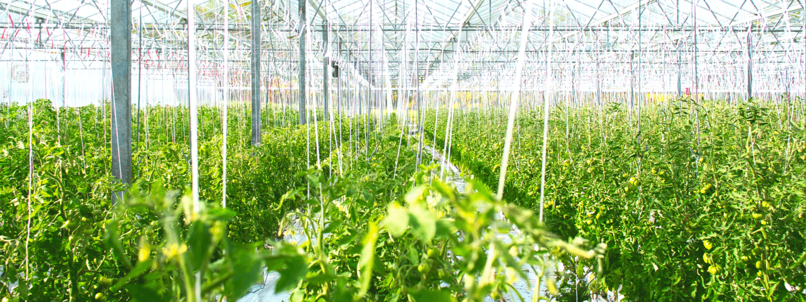 向陽(yáng)而生、逐浪前行，追求卓越、只爭(zhēng)朝夕